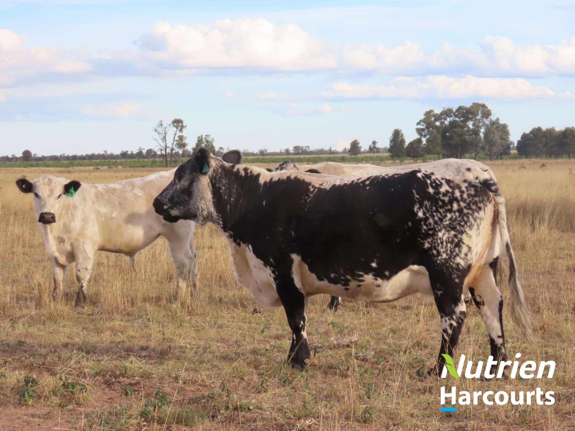 611 Red Hill Road, Chinchilla Auction by Farmbuy.com - image 21