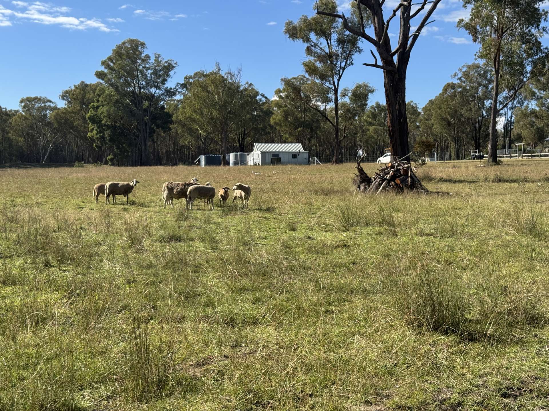 445 Old Stannifer Road, Inverell For Sale by Farmbuy.com - image 23