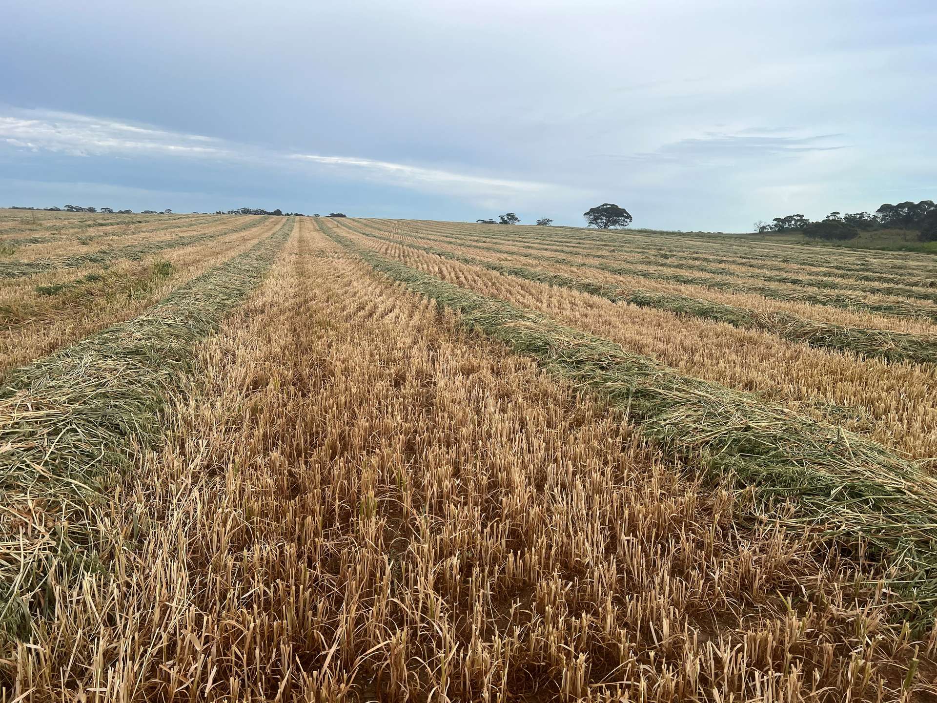 322 Netherton Road, Peake For Sale by Farmbuy.com - image 7