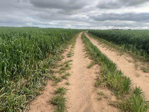 Farm For Sale - SA - Peake - 5301 - CROPPING & LIVESTOCK PROPERTY - IDEAL ADD-ON PARCEL OR STARTER BLOCK 