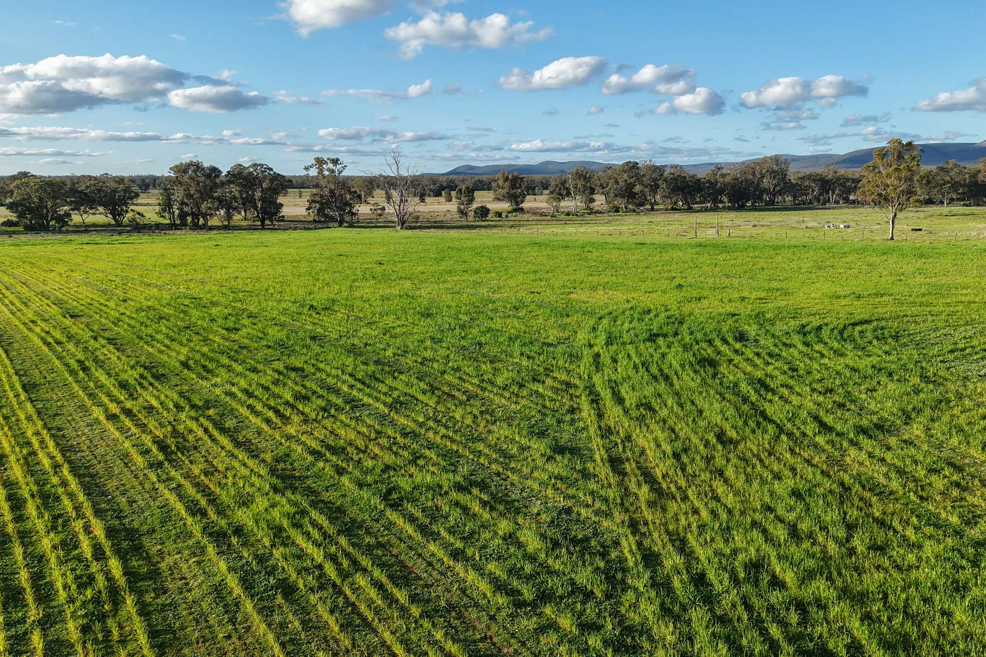 248 Houplines Road, Peak Hill Auction by Farmbuy.com - image 13