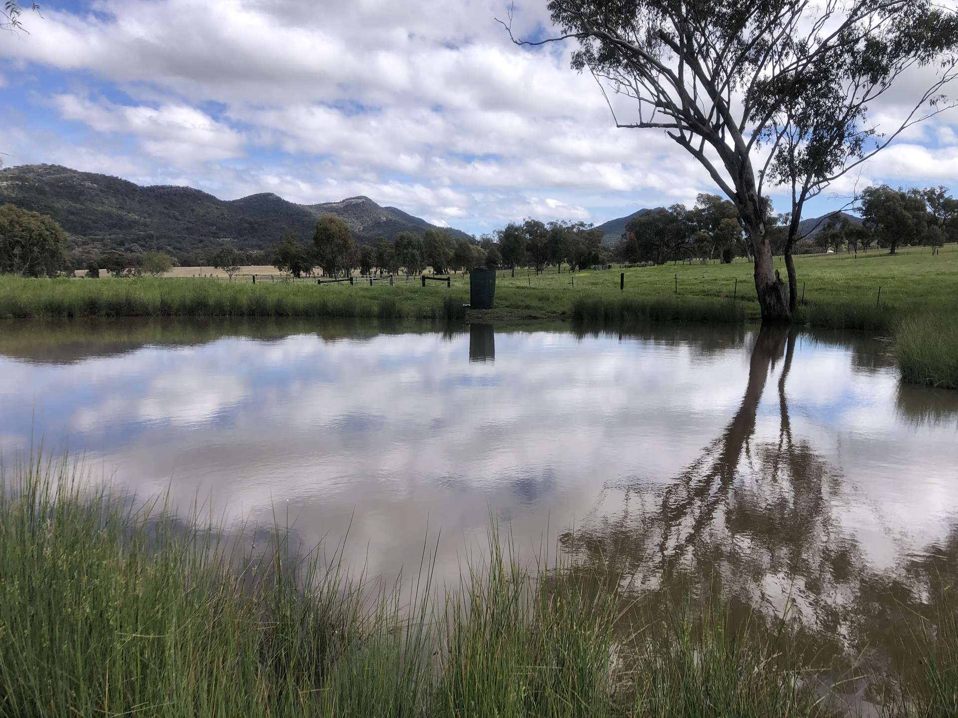 88 Mount Cobla Road, Currabubula For Sale by Farmbuy.com - image 7