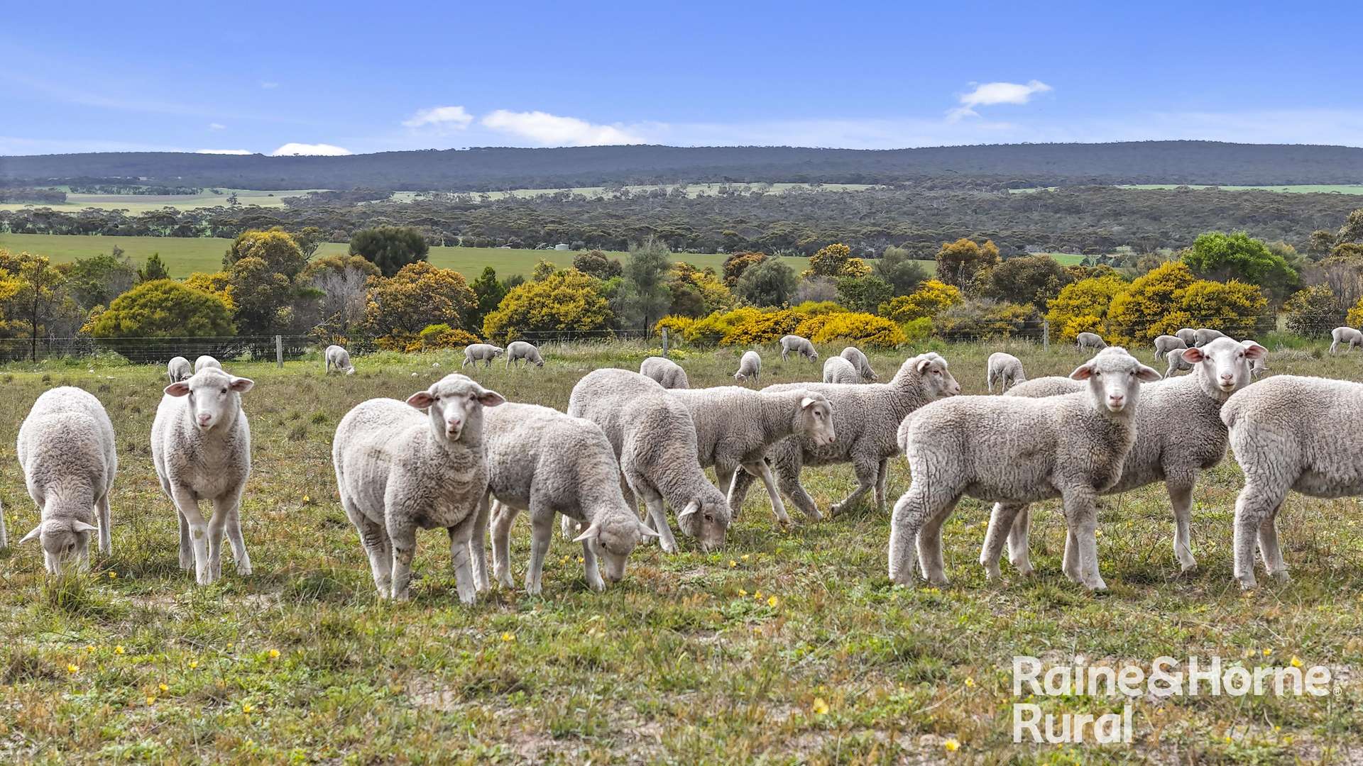 Lot 259 Harvey Road, Hartley For Sale by Farmbuy.com - image 6