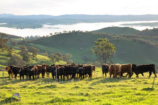 Farm For Sale - NSW - Bowna - 2644 - BLUE RIBBON HOLDING, SHAPED OVER TWO DECADES 