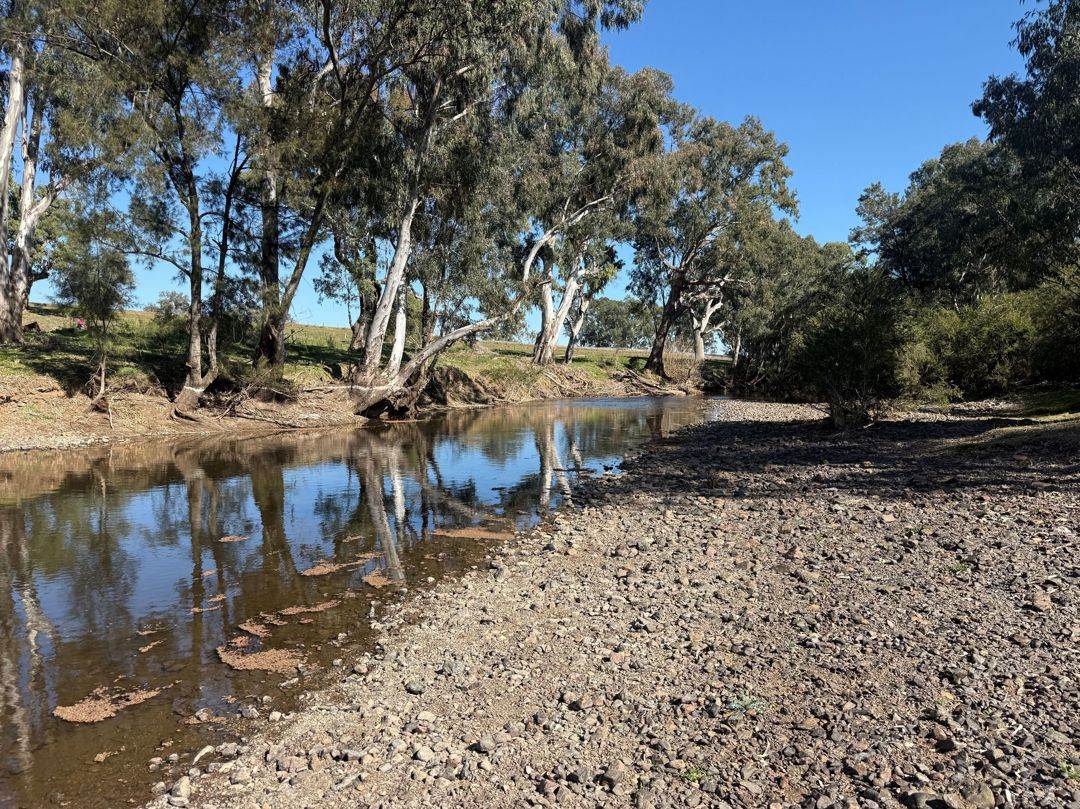 Renovo, Bingara For Sale by Farmbuy.com - image 13