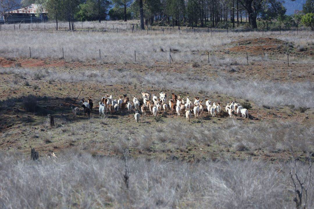 Renovo, Bingara For Sale by Farmbuy.com - image 28