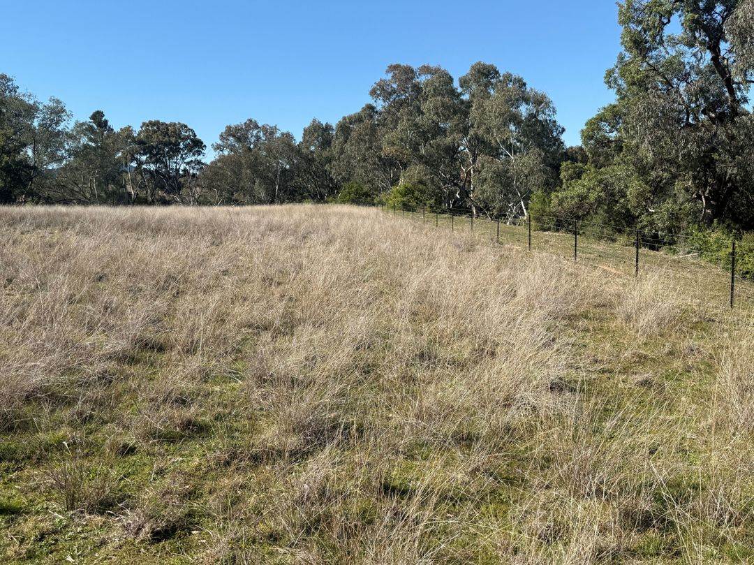 Renovo, Bingara For Sale by Farmbuy.com - image 25
