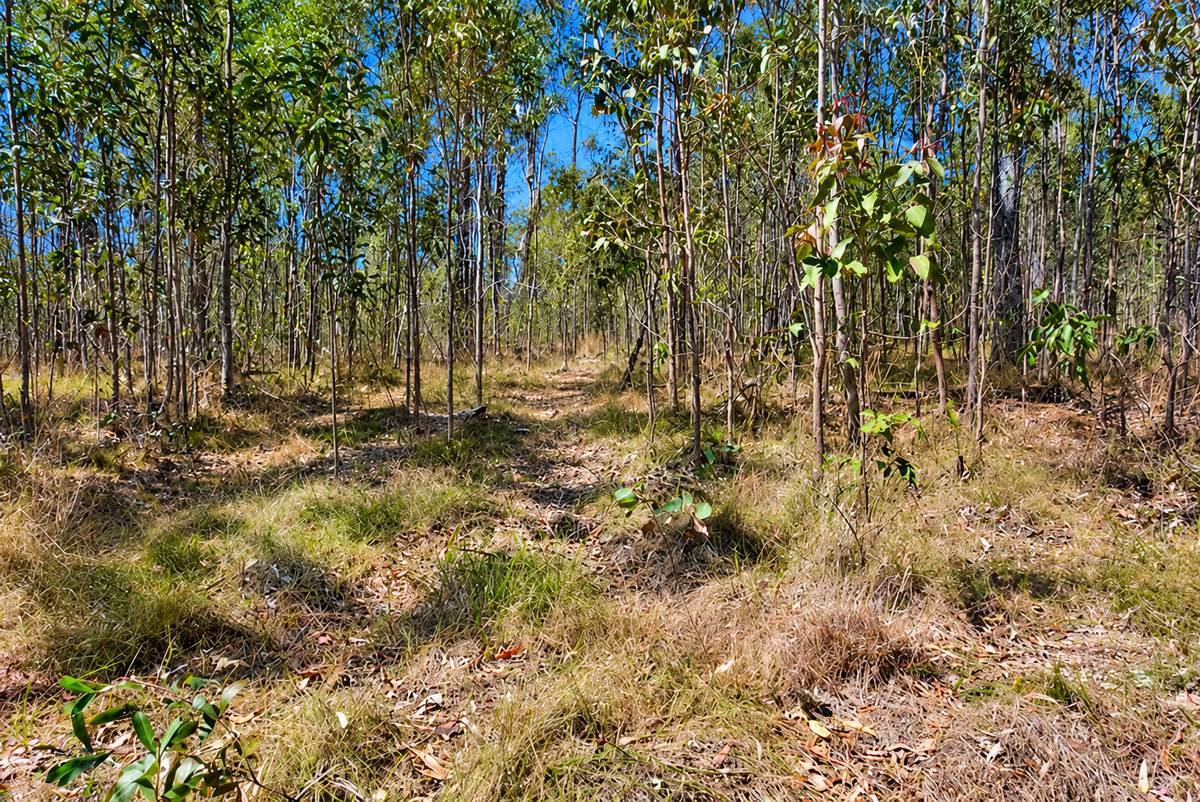 130 & 132 Mud Flat Road, Drake For Sale by Farmbuy.com - image 9