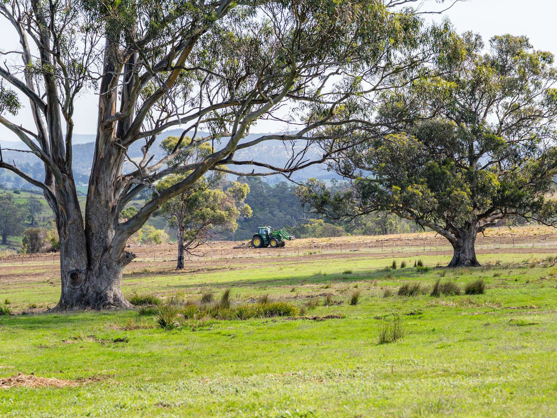 492 Delmore Road, Wattle Hill For Sale by Farmbuy.com - image 10