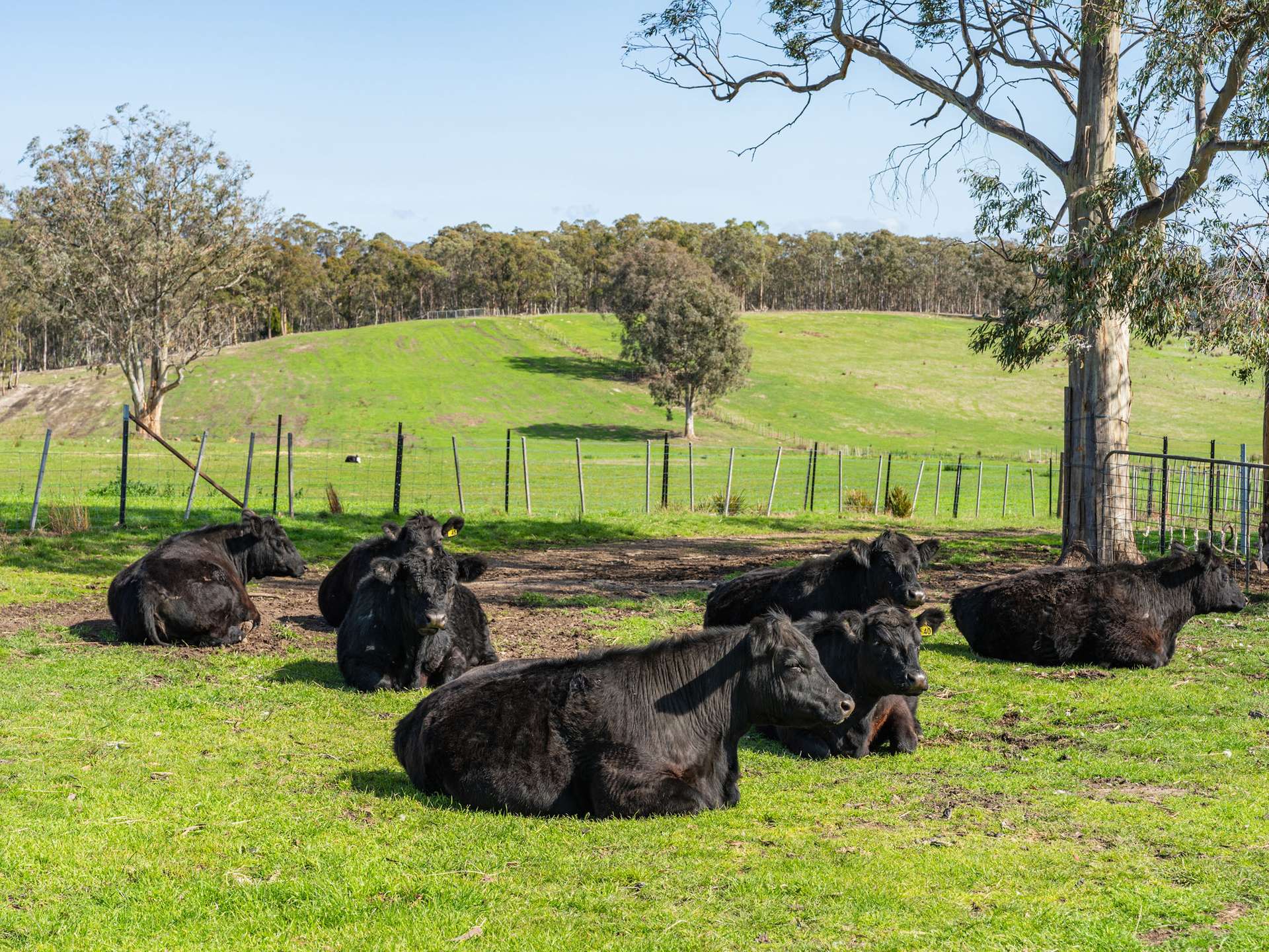 492 Delmore Road, Wattle Hill For Sale by Farmbuy.com - image 4