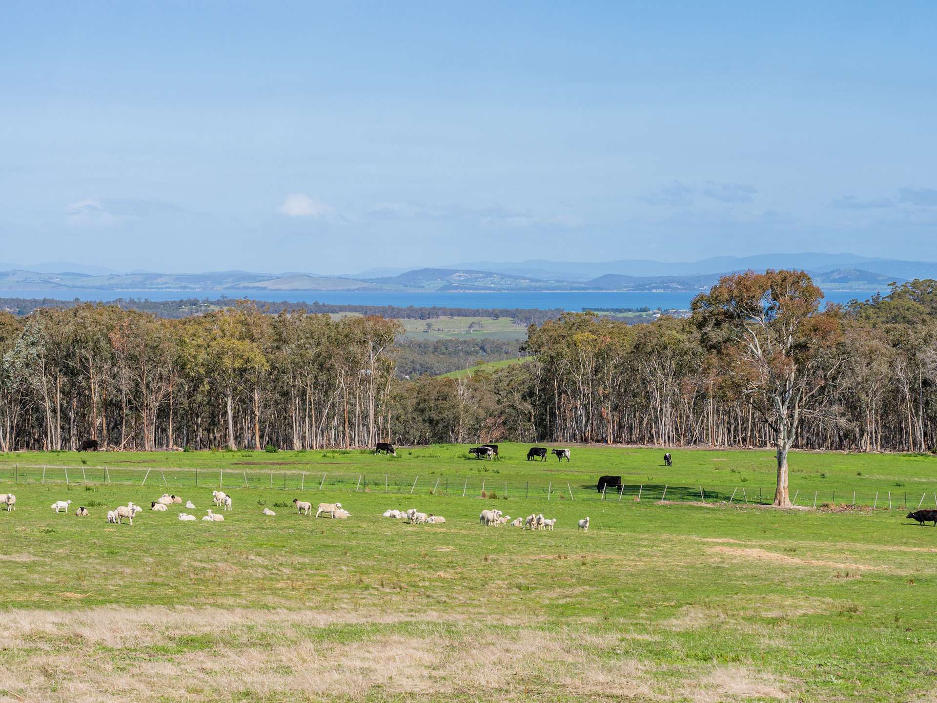 492 Delmore Road, Wattle Hill For Sale by Farmbuy.com - image 7