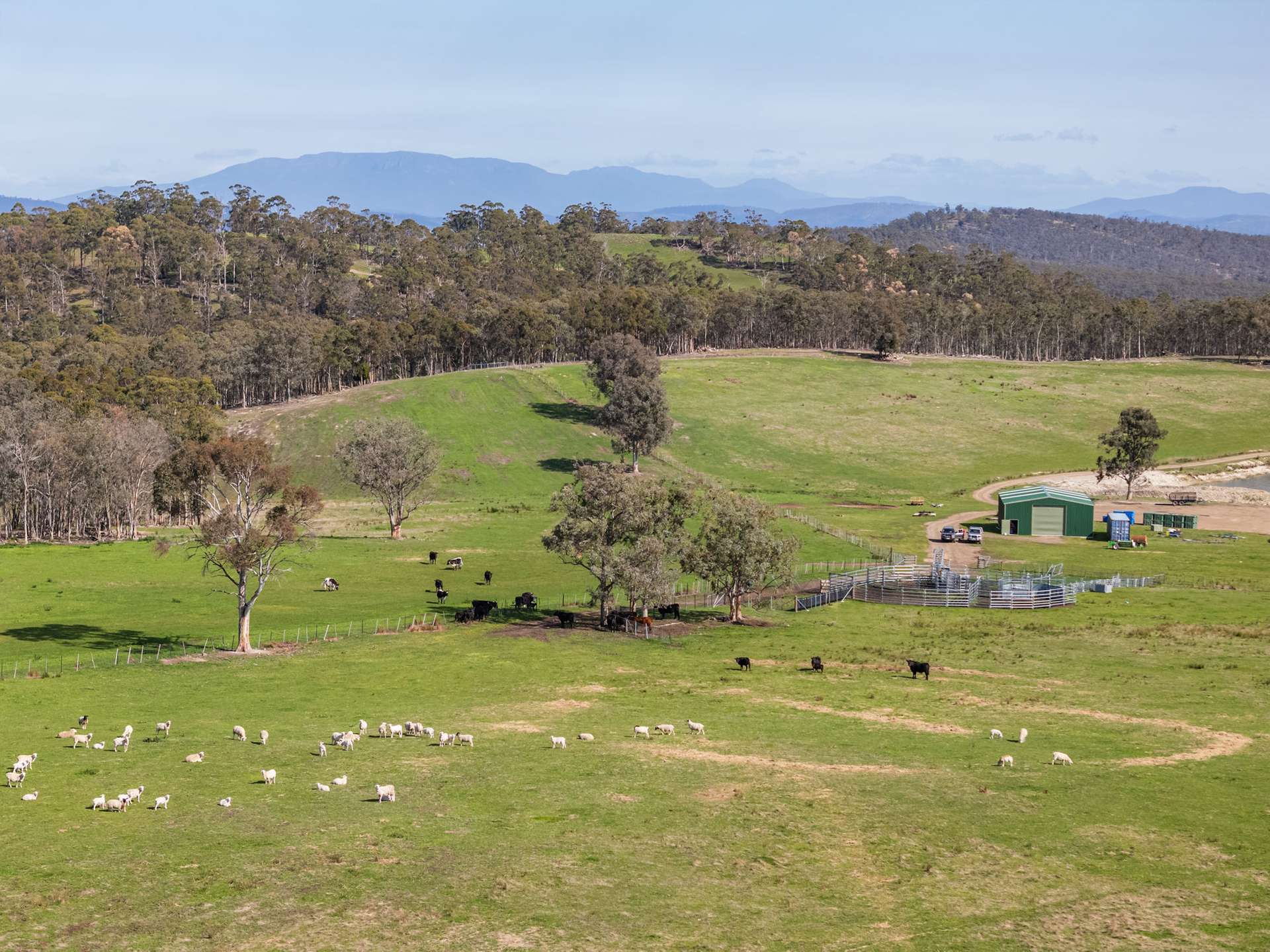 492 Delmore Road, Wattle Hill For Sale by Farmbuy.com - image 5