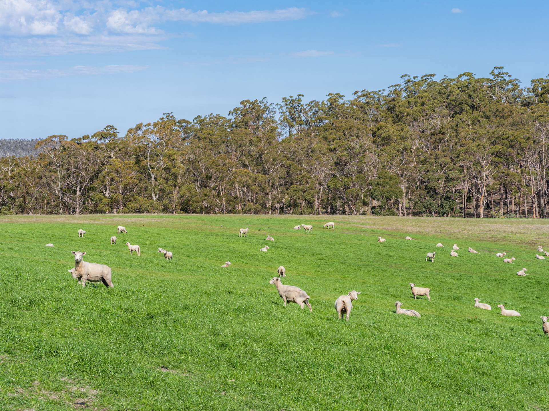 492 Delmore Road, Wattle Hill For Sale by Farmbuy.com - image 3