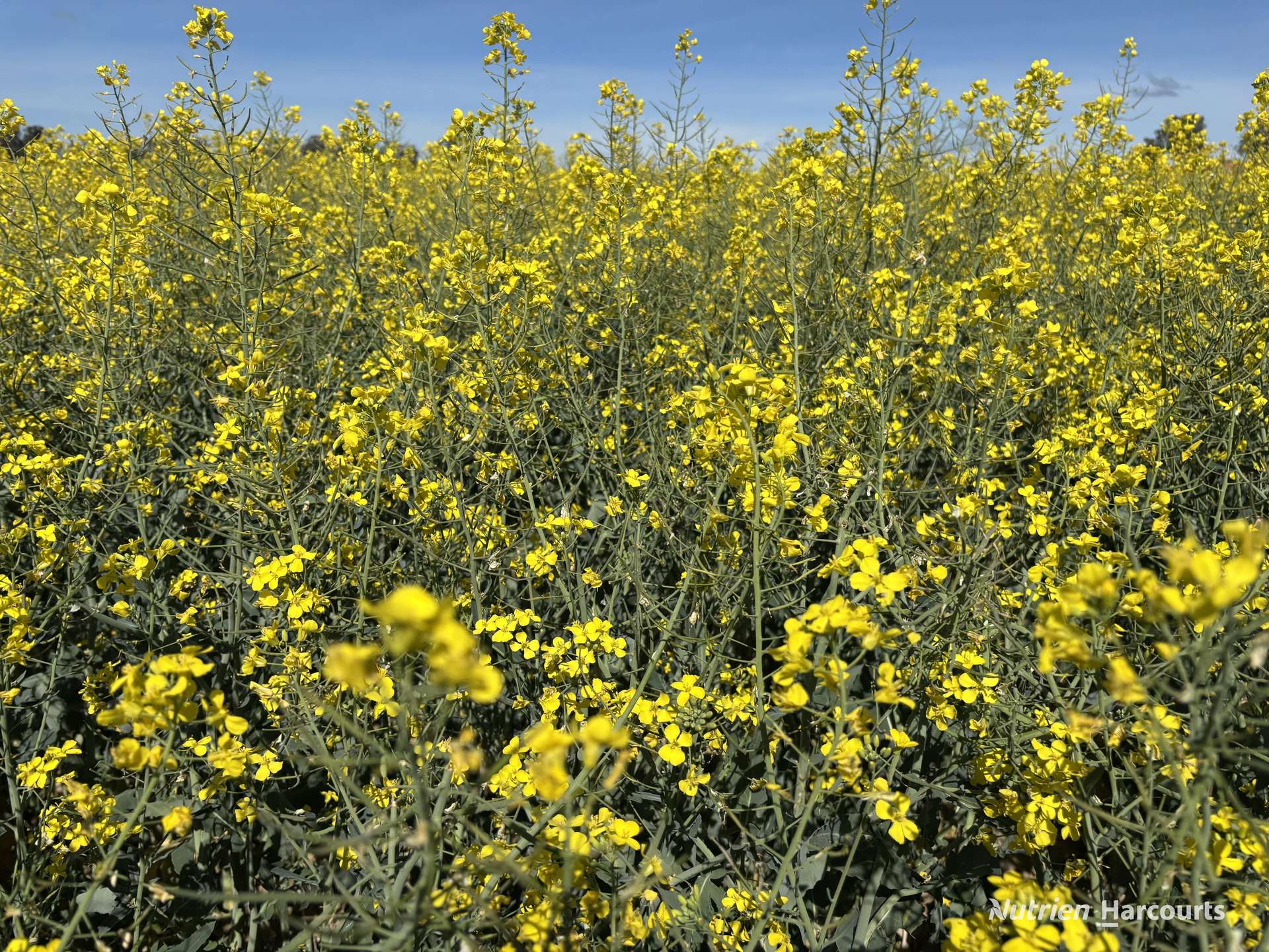. Dudley Road, Grass Valley For Sale by Farmbuy.com - image 10