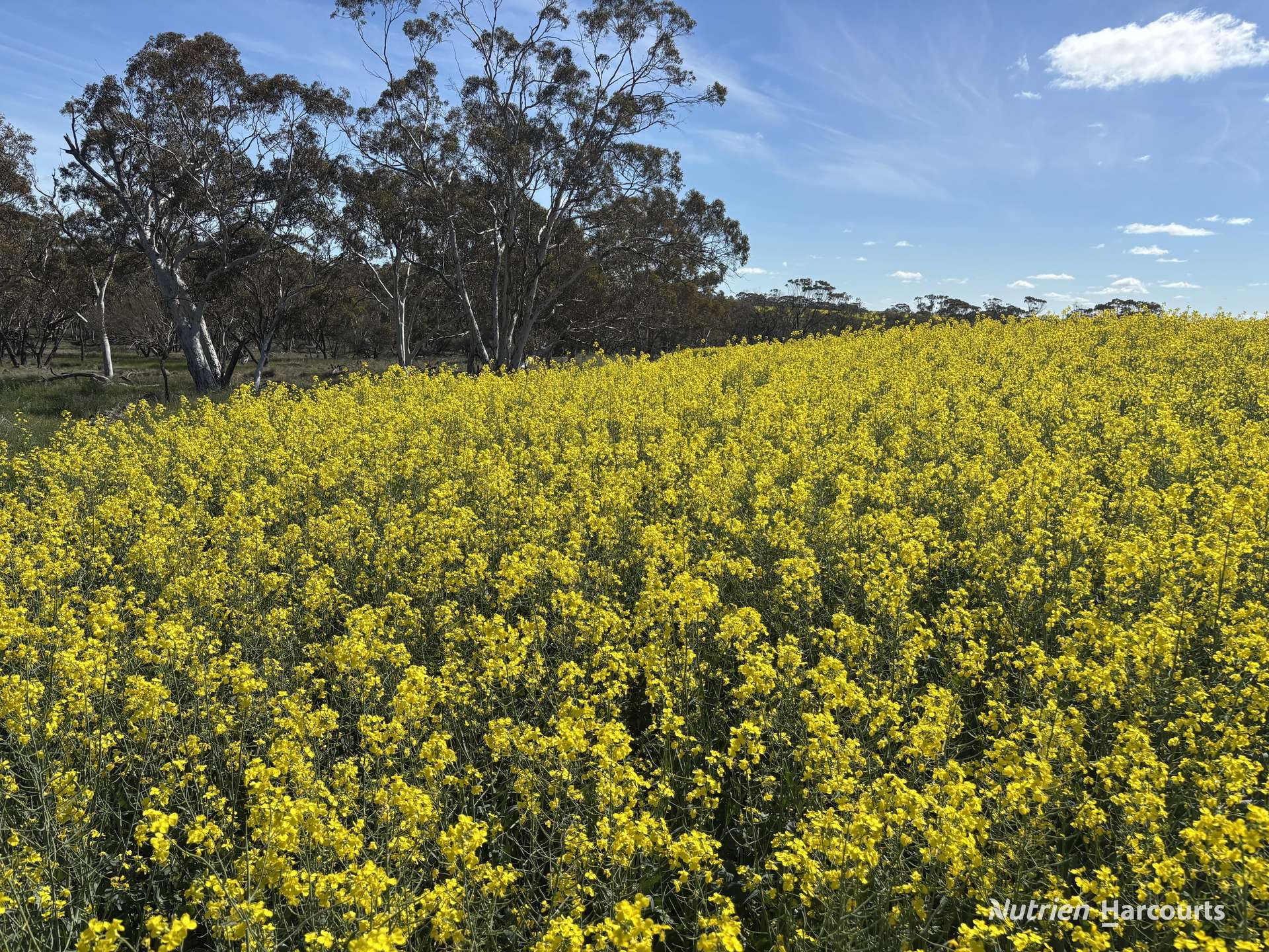 . Dudley Road, Grass Valley For Sale by Farmbuy.com - image 19