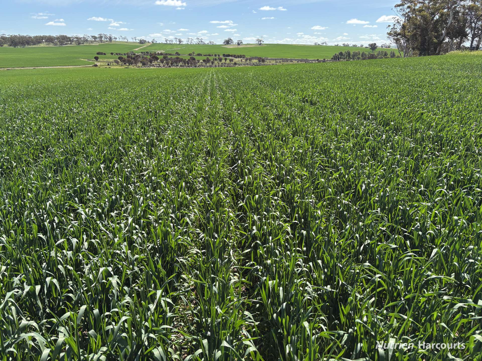 . Dudley Road, Grass Valley For Sale by Farmbuy.com - image 1