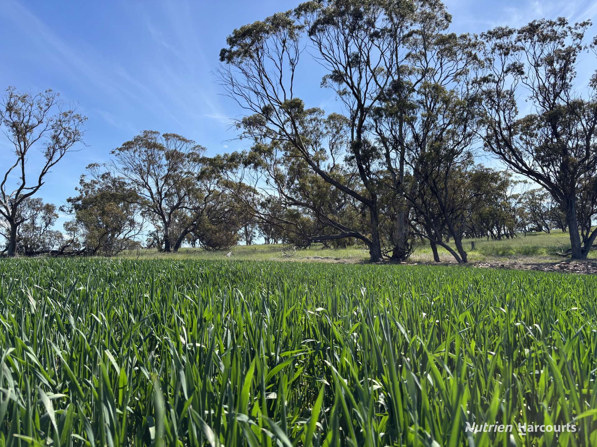 . Dudley Road, Grass Valley For Sale by Farmbuy.com - image 7