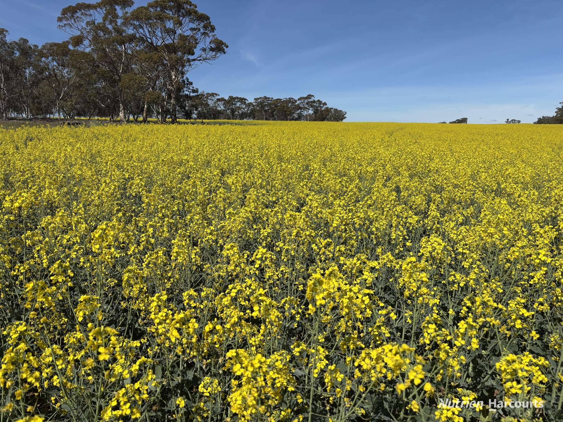 . Dudley Road, Grass Valley For Sale by Farmbuy.com - image 2