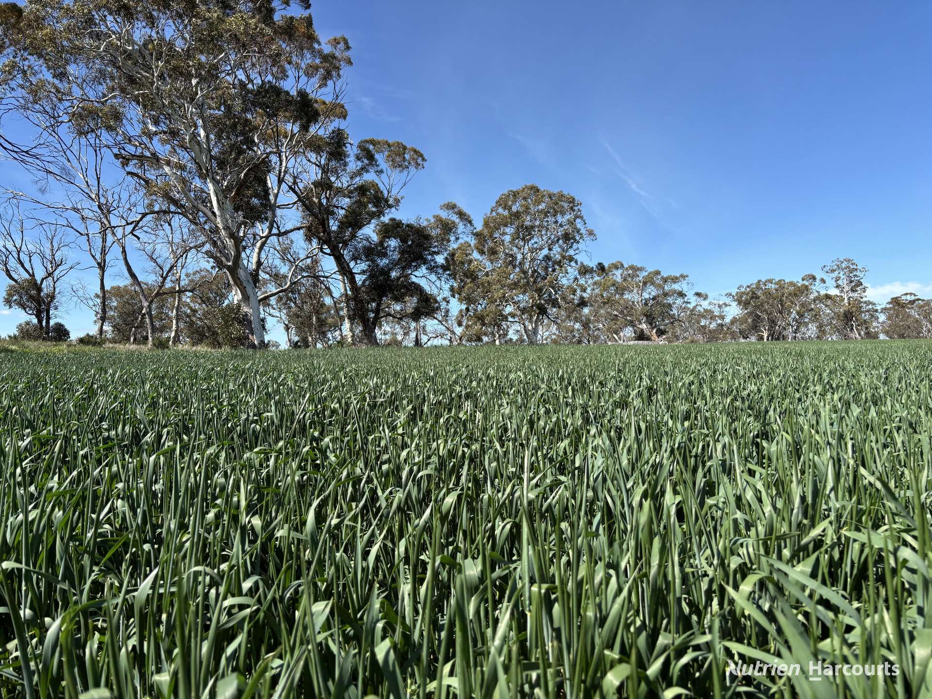 . Dudley Road, Grass Valley For Sale by Farmbuy.com - image 4