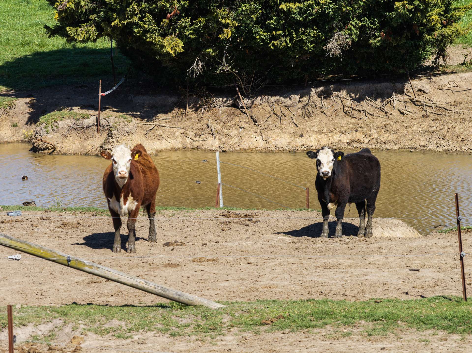 21 Croziers Road, Jaspers Brush For Sale by Farmbuy.com - image 17