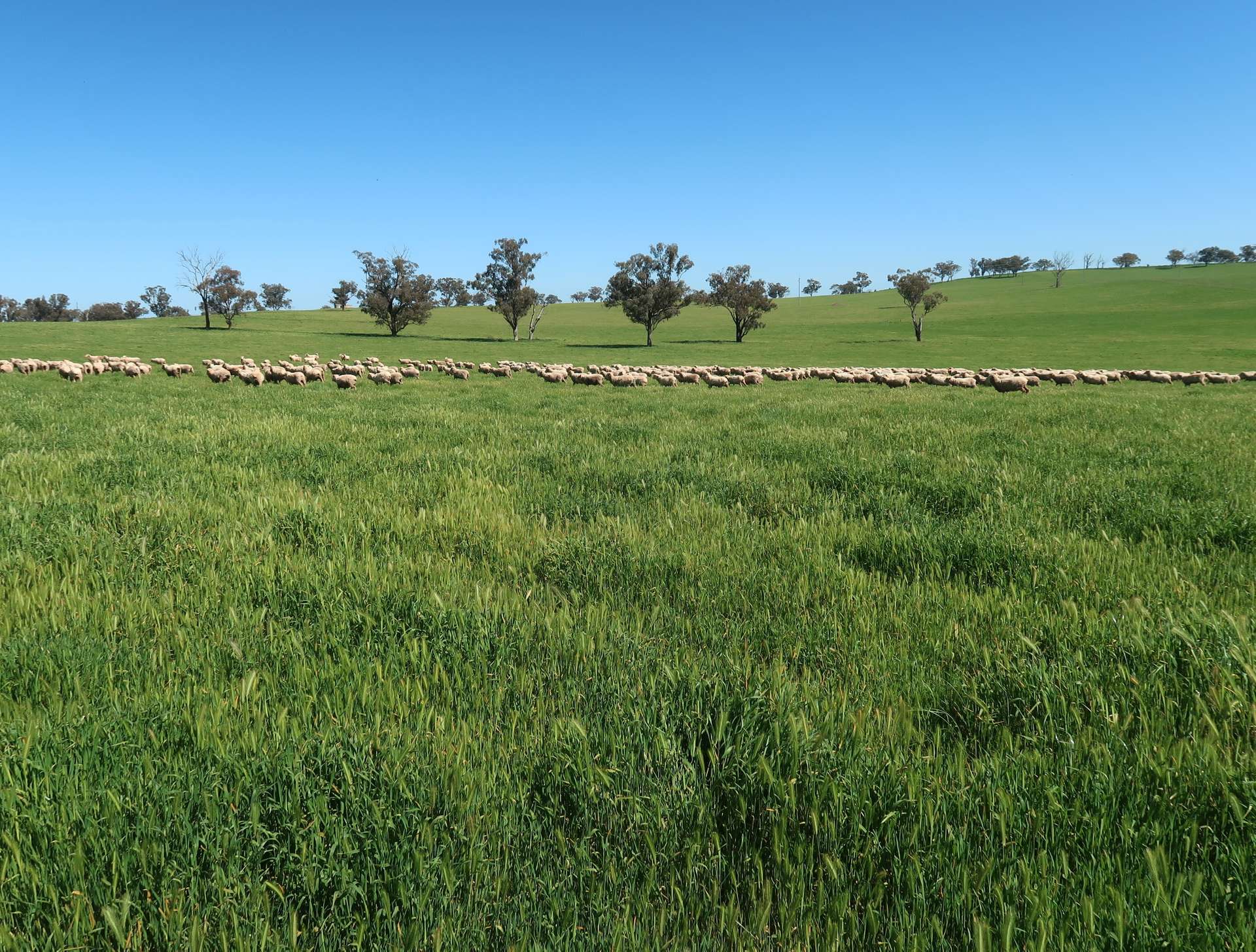 66 Noorla Lane, Erin Vale For Sale by Farmbuy.com - image 2