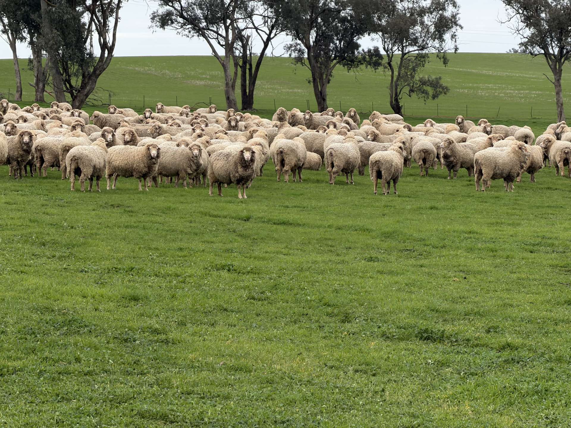 66 Noorla Lane, Erin Vale For Sale by Farmbuy.com - image 16