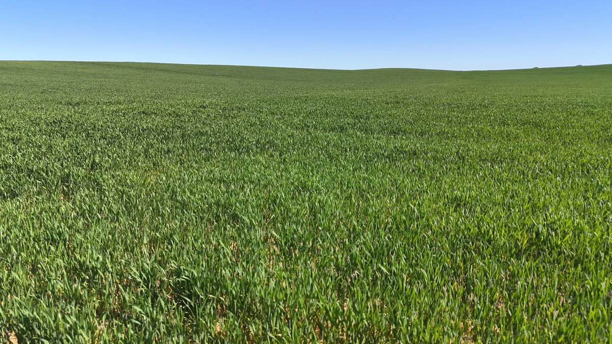 'Pearsons' & 'Kia' Manley & Burnell Road, Ouyen For Sale by Farmbuy.com - image 14