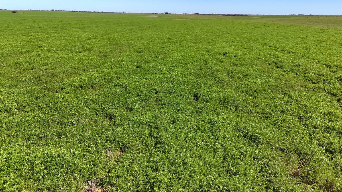 'Pearsons' & 'Kia' Manley & Burnell Road, Ouyen For Sale by Farmbuy.com - image 6