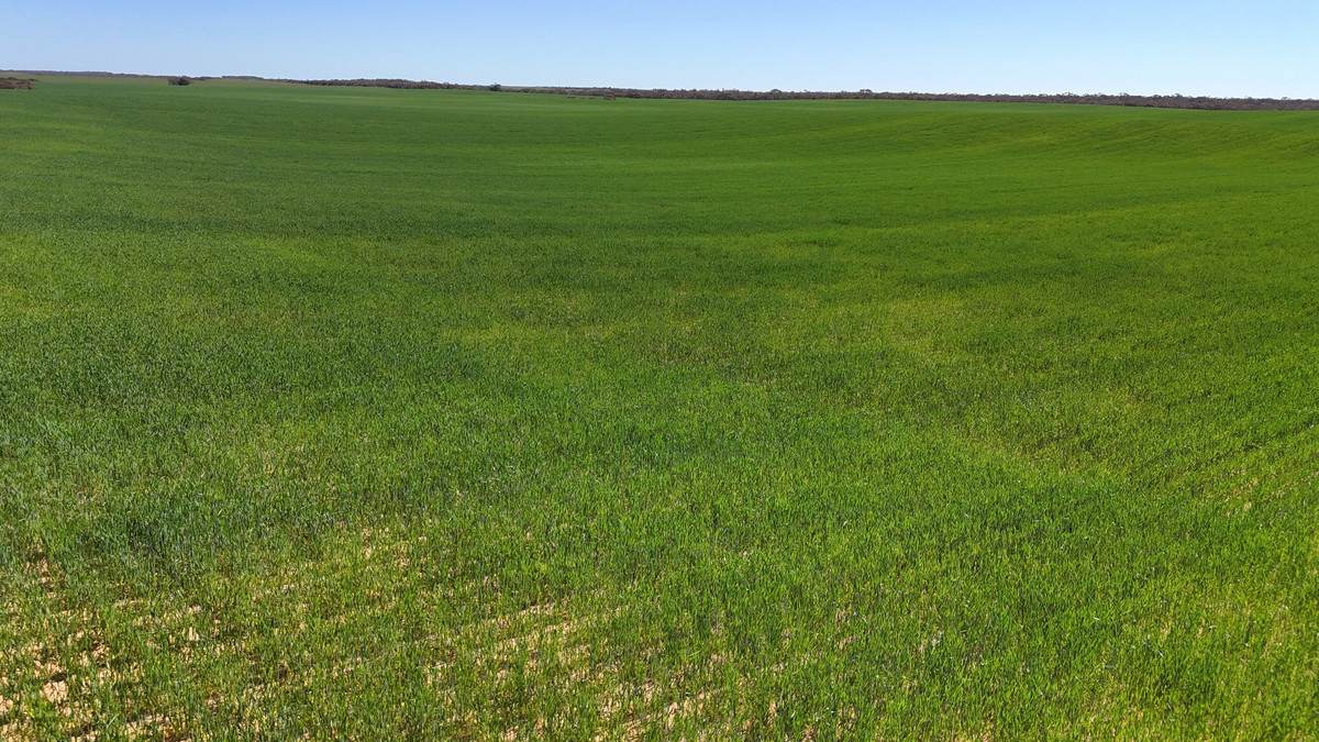 'Pearsons' & 'Kia' Manley & Burnell Road, Ouyen For Sale by Farmbuy.com - image 26