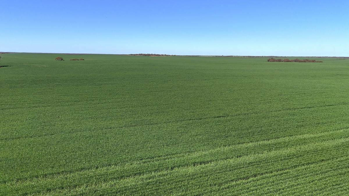'Pearsons' & 'Kia' Manley & Burnell Road, Ouyen For Sale by Farmbuy.com - image 16
