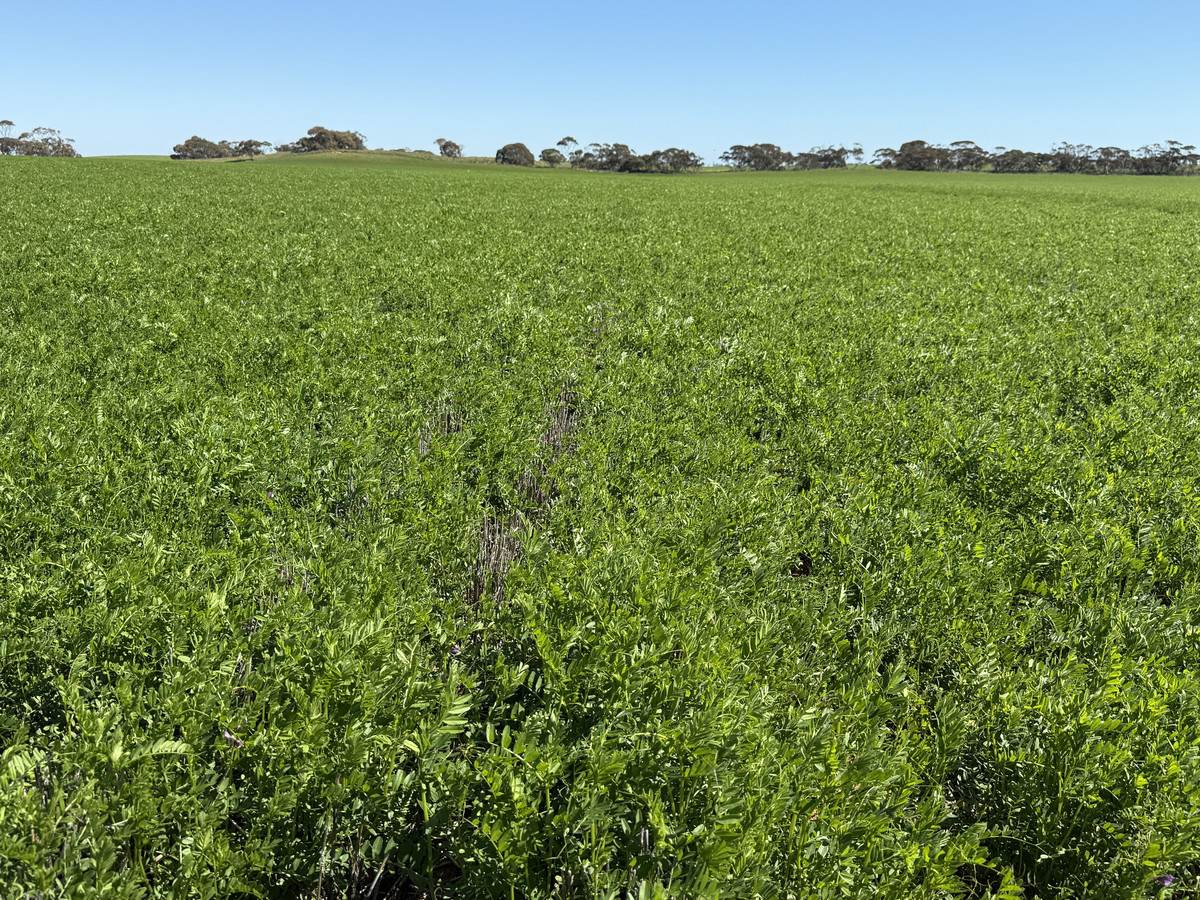 'Pearsons' & 'Kia' Manley & Burnell Road, Ouyen For Sale by Farmbuy.com - image 12