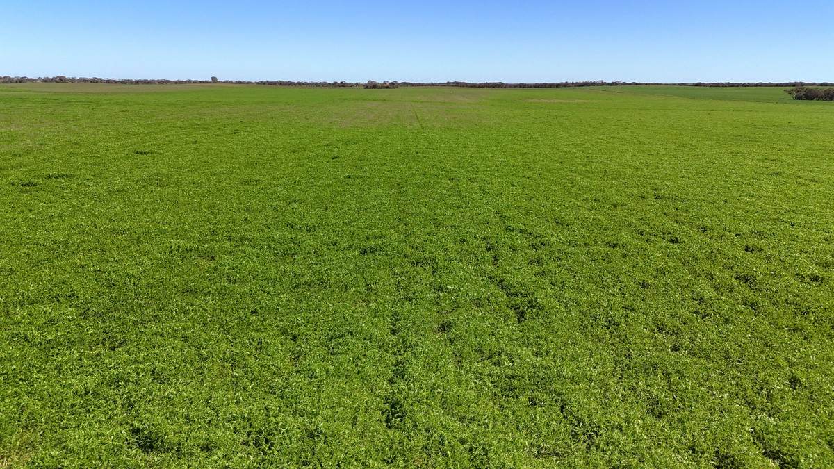 'Pearsons' & 'Kia' Manley & Burnell Road, Ouyen For Sale by Farmbuy.com - image 4