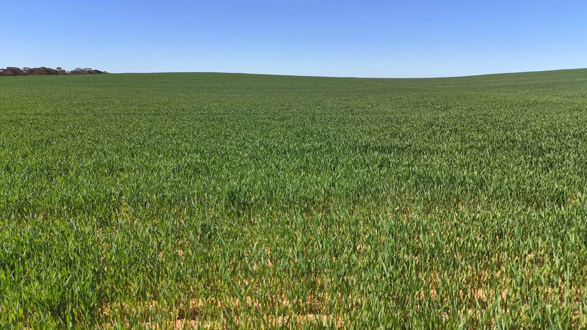 'Pearsons' & 'Kia' Manley & Burnell Road, Ouyen For Sale by Farmbuy.com - image 20