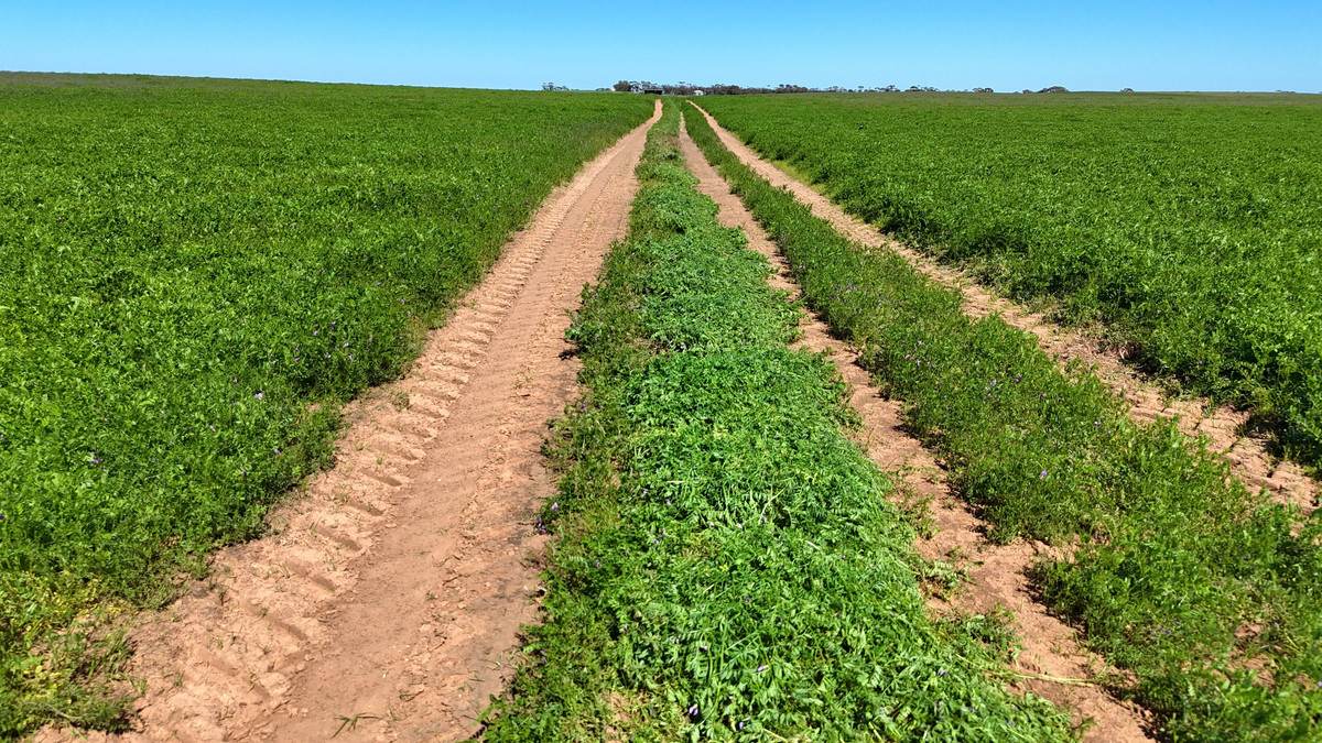 'Pearsons' & 'Kia' Manley & Burnell Road, Ouyen For Sale by Farmbuy.com - image 5