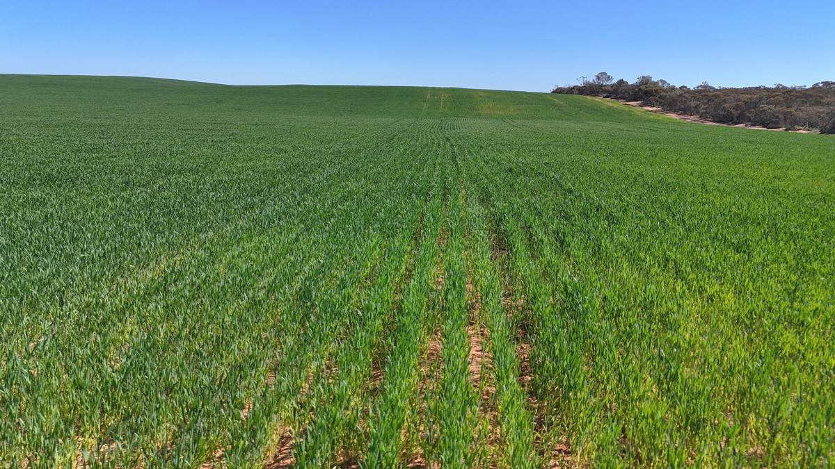 'Pearsons' & 'Kia' Manley & Burnell Road, Ouyen For Sale by Farmbuy.com - image 21
