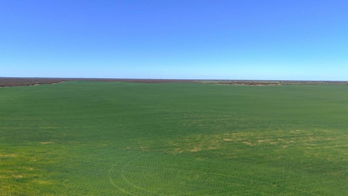 'Pearsons' & 'Kia' Manley & Burnell Road, Ouyen For Sale by Farmbuy.com - image 15