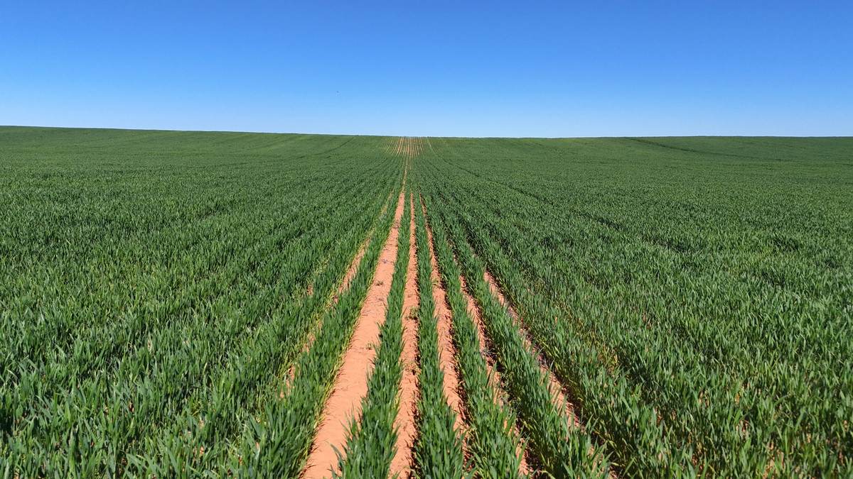 'Pearsons' & 'Kia' Manley & Burnell Road, Ouyen For Sale by Farmbuy.com - image 19