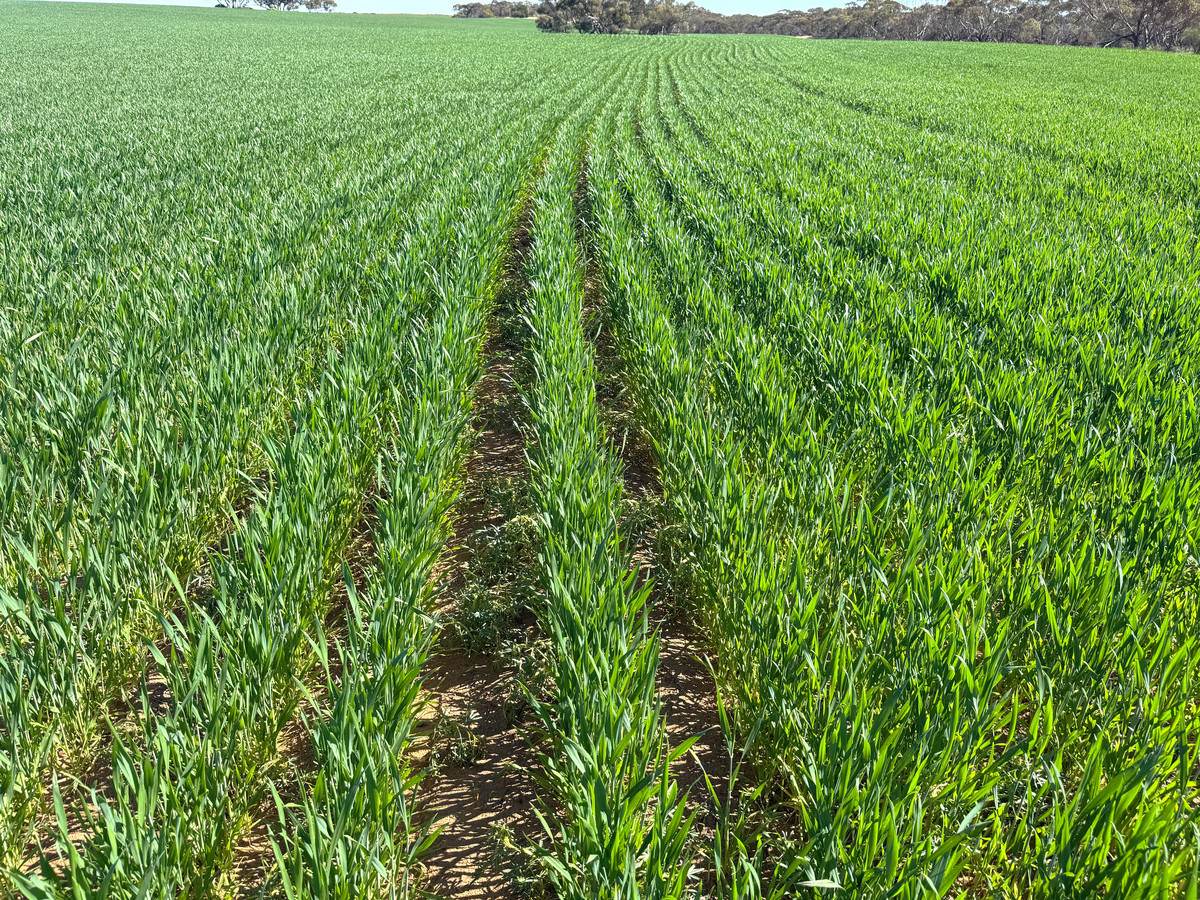 'Pearsons' & 'Kia' Manley & Burnell Road, Ouyen For Sale by Farmbuy.com - image 23