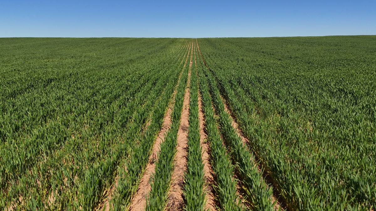 'Pearsons' & 'Kia' Manley & Burnell Road, Ouyen For Sale by Farmbuy.com - image 25