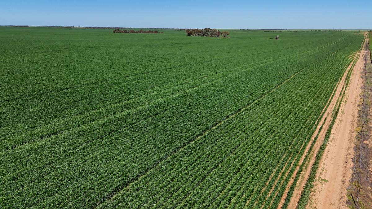 'Pearsons' & 'Kia' Manley & Burnell Road, Ouyen For Sale by Farmbuy.com - image 17