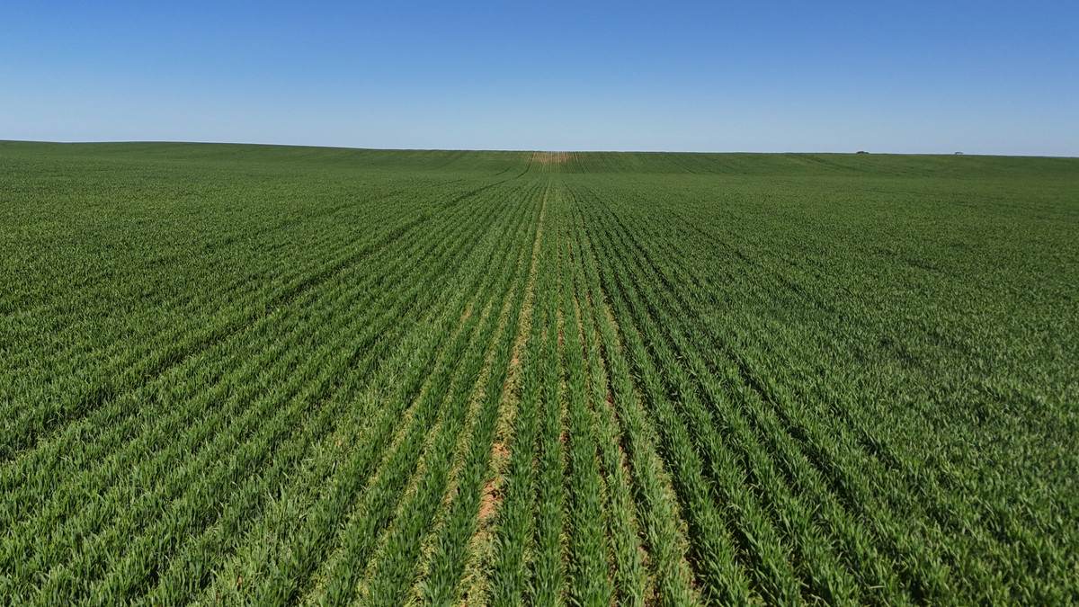 'Pearsons' & 'Kia' Manley & Burnell Road, Ouyen For Sale by Farmbuy.com - image 13