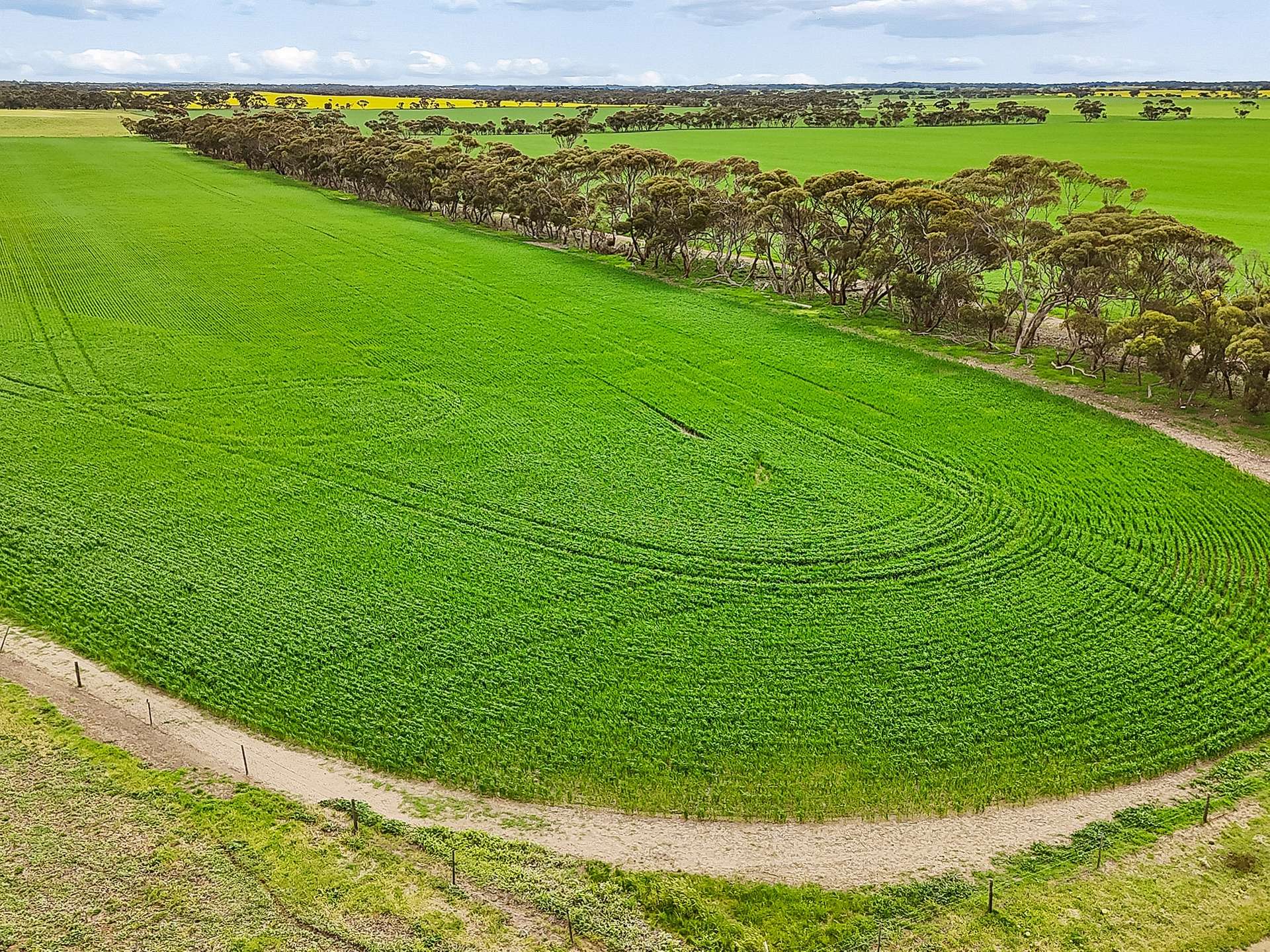 146 Pascoe Road, Coonalpyn For Sale by Farmbuy.com - image 4