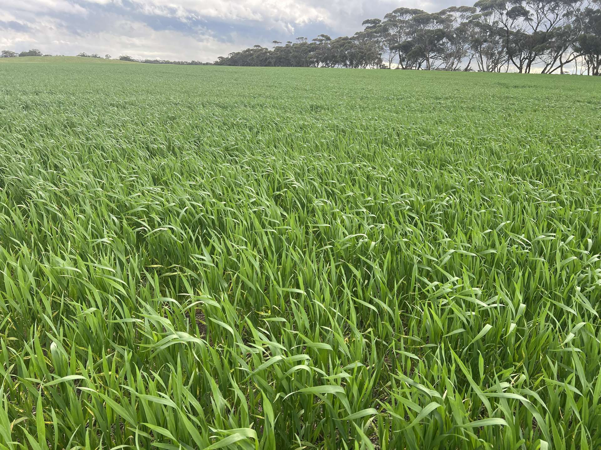 146 Pascoe Road, Coonalpyn For Sale by Farmbuy.com - image 9