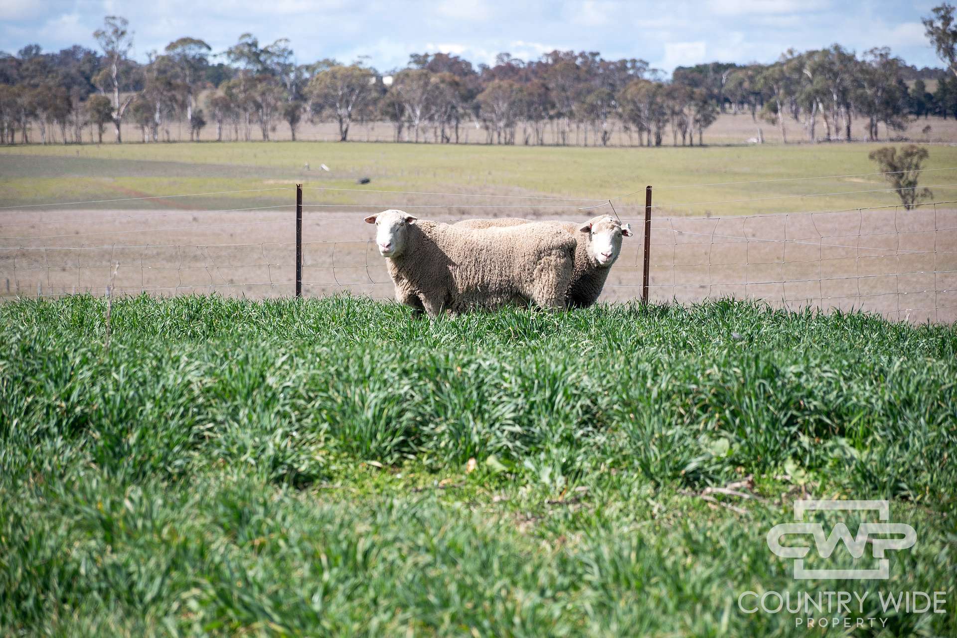 Lot Plain View, 916 Emmaville Road, Glen Innes For Sale by Farmbuy.com - image 14