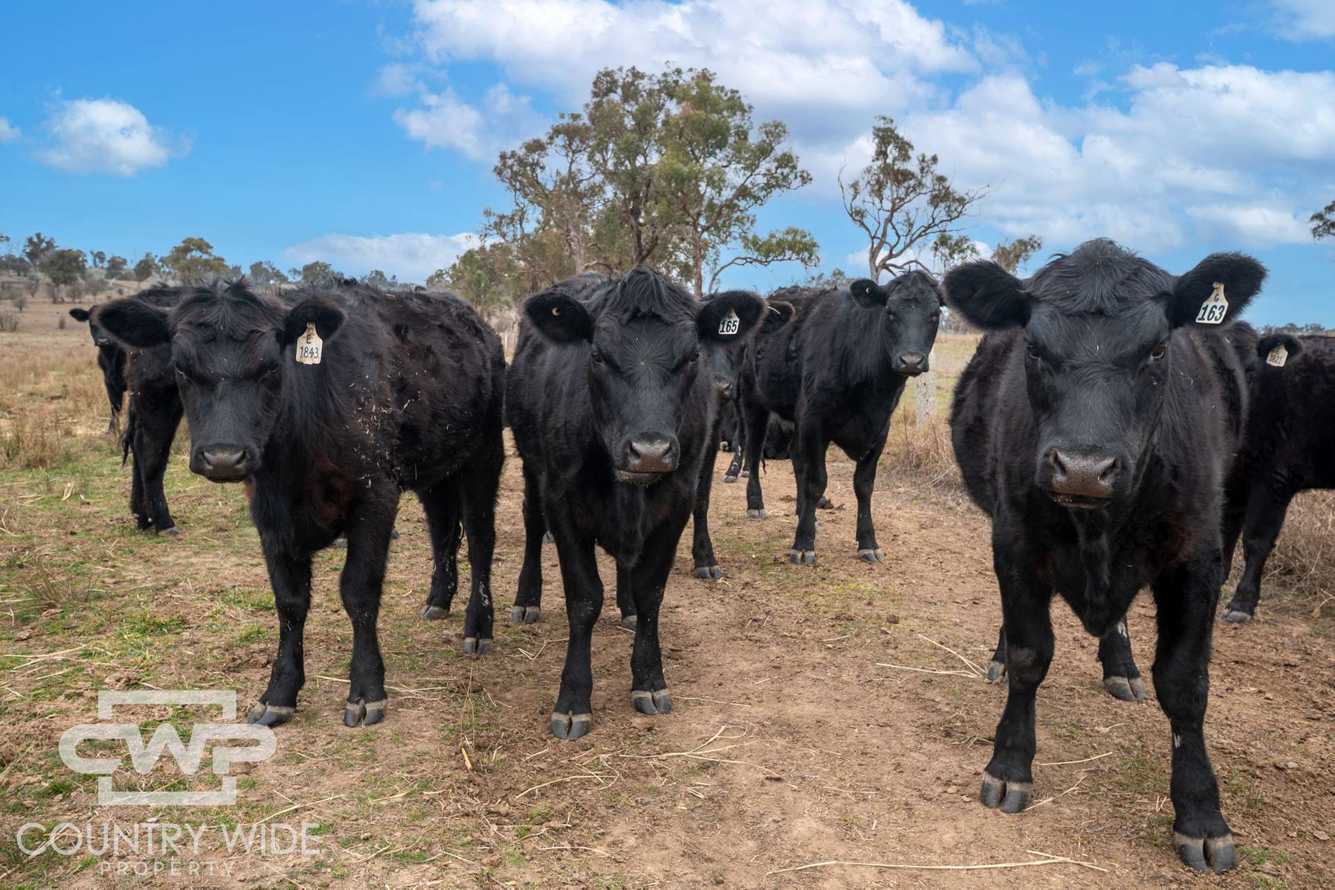 Lot Plain View South, 916 Emmaville Road, Glen Innes For Sale by Farmbuy.com - image 21