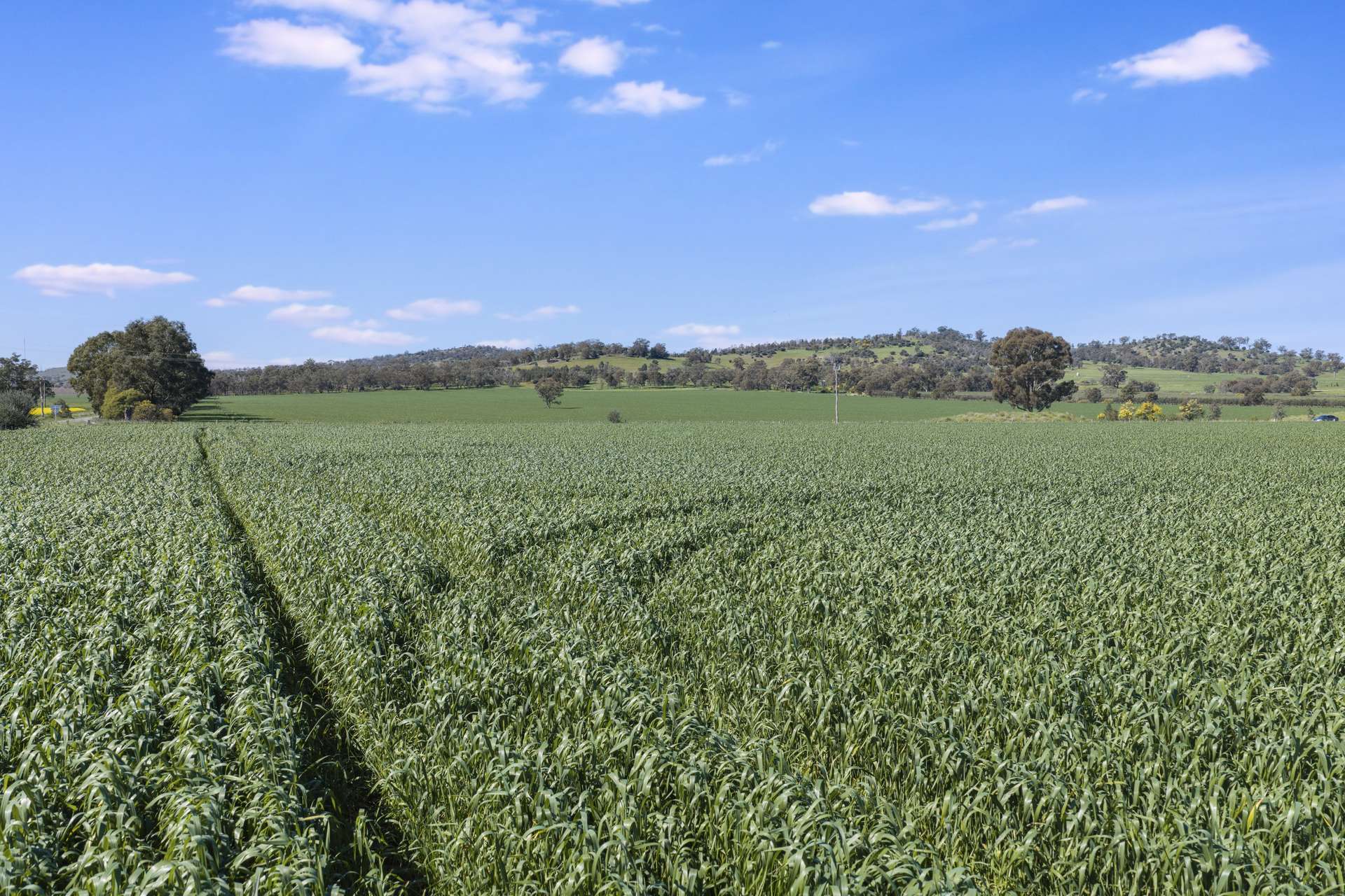 110 Cosgrove-Caniambo Road, Cosgrove For Sale by Farmbuy.com - image 7