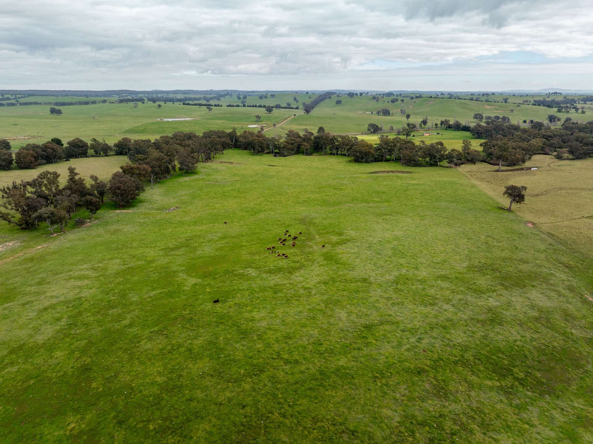 656 Westby Road, Pulletop For Sale by Farmbuy.com - image 6
