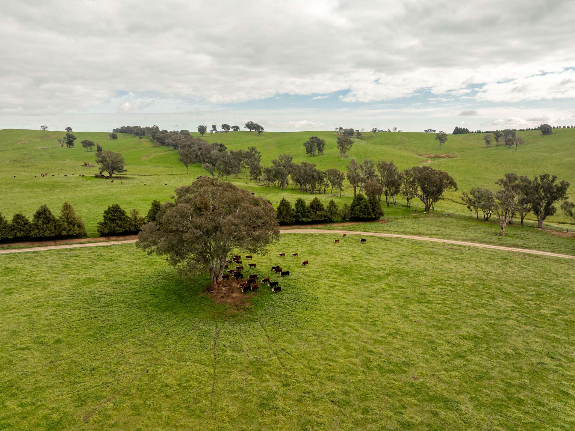 656 Westby Road, Pulletop For Sale by Farmbuy.com - image 14