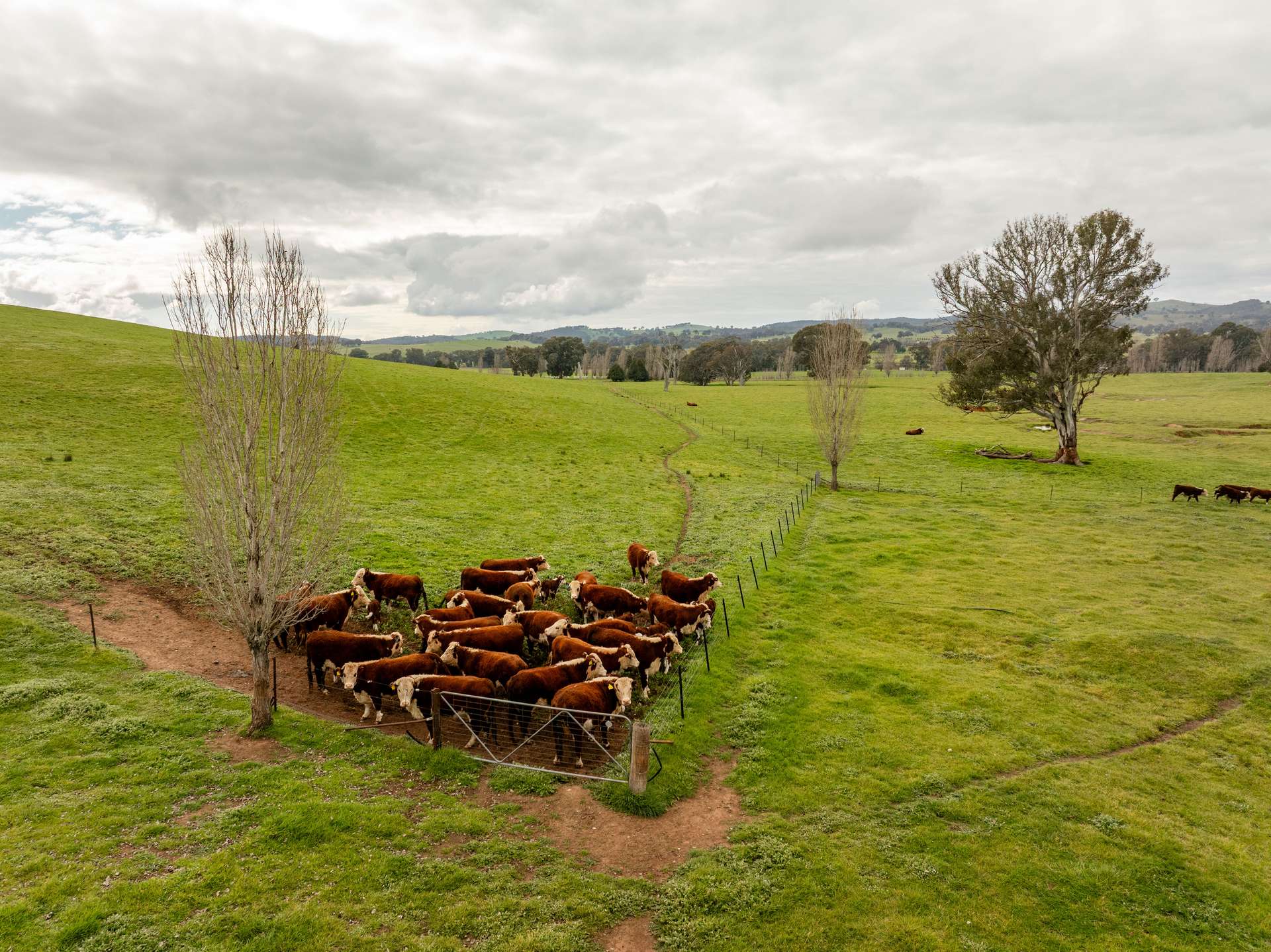 656 Westby Road, Pulletop For Sale by Farmbuy.com - image 29