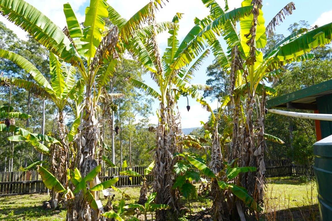 225 Murray Scrub Road, Kyogle For Sale by Farmbuy.com - image 16